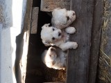 Căței bichon maltez