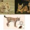 Fauna, Feline, Maxime