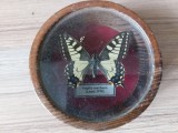 Vand diorama fluture Papilo Machaon