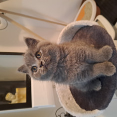 Îngerași British Shorthair blue & lila