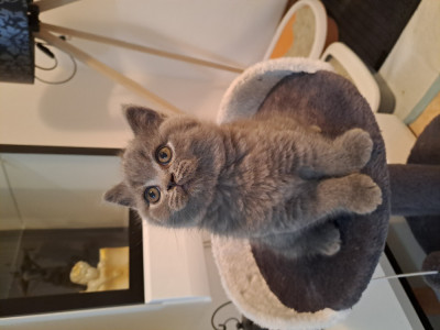 &amp;Icirc;ngerași British Shorthair blue &amp;amp; lila foto