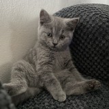 Motanei British Shorthair