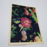Cumpara ieftin CARTE POSTALA FELICITARE RUSEASCA CIRCULATA