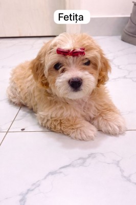 Maltipoo Drăgălaș foto