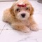 Maltipoo Drăgălaș