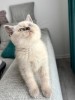 British Shorthair, #1 All Systems