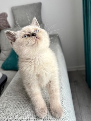 British Shorthair foto