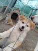 Akita Inu Japonez