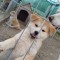 Akita Inu Japonez
