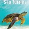 Sea Turtles
