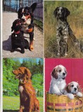 Bnk cp Caini - lot 20 carti postale, Necirculata, Printata
