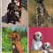 bnk cp Caini - lot 20 carti postale