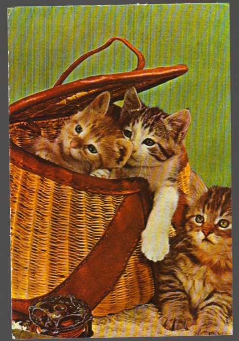 CPIB 19000 CARTE POSTALA - PISOI IN COS, PISICI, PISICUTE, NECIRCULATA