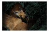 Tablou Canvas, "Căprioare printre frunze de smarald", Nu pot identifica persoane sau animale din imagini. Dacă dorești, &icirc;ți pot oferi informații gener