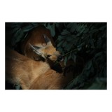 Tablou Canvas, "Căprioare printre frunze de smarald", Nu pot identifica persoane sau animale din imagini. Dacă dorești, &icirc;ți pot oferi informații gener