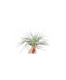 Planta aeriană Tillandsia Silver - Medie