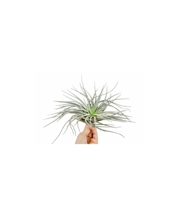 Planta aeriană Tillandsia Silver - Medie