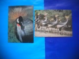 HOPCT LOT NR 394 COCOR CU COROANA - RUSIA -FAUNA-2 CARTI POSTALE-NECIRCULATE