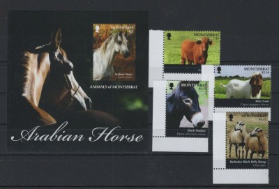 MONTSERRAT 2011 ANIMALE DOMESTICE foto