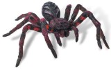 Wolf Spider