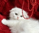 Pisicuță albă Scottish Fold Longhair, cu Pedigree