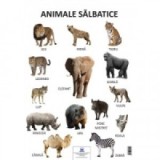 Plansa Animale salbatice 50x70 cm