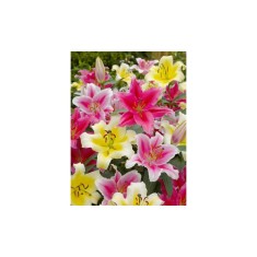 Bulb, Crini, Oriental mixed, Calibru 14/16
