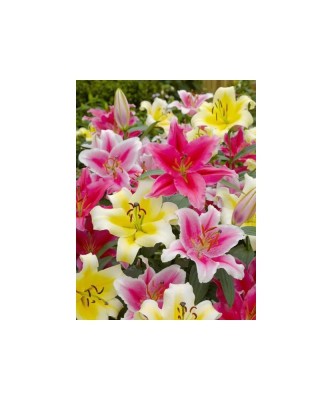 Bulb, Crini, Oriental mixed, Calibru 14/16 foto