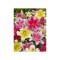 Bulb, Crini, Oriental mixed, Calibru 14/16