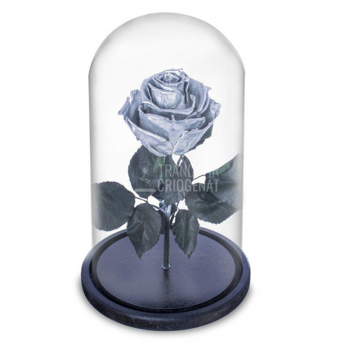 Trandafir Criogenat argintiu &Oslash;6,5cm in cupola sticla 10x20cm