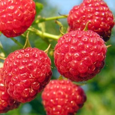 Zmeur Polka