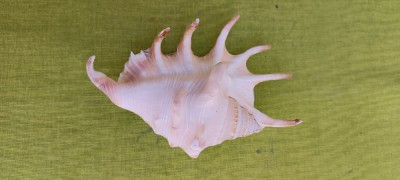 Scoica oceanica 7 foto