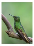 Tablou Canvas Colibri pe Ramură, Verde &ndash; Artă Naturală, 26 x 39 cm, CMCLASS
