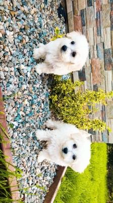 Vand căței bichon mini toy! foto