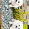 Căței bichon mini toy! Predare personala in Craiova și &icirc;mprejurimi!