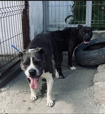 Vand cateii amstaff foto