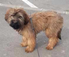 Briard Ciobanesc de Brie foto