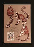 R.D.G. (DDR) 1986 - Maximă "Aniversarea a 125 de Ani de la &Icirc;nființarea Grădinii Zoologice din Dresda / Lemuri Katta" (70 Pfennig) - Cod: -A992