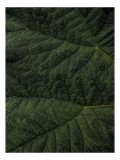 Tablou Canvas Textură Verde a Naturii, 26 x 39 cm, CMCLASS