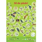 Plansa - 50 de pasari | Nelson Verlag
