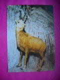HOPCT 10887 CAPRA NEAGRA / RUPICAPRA RUPICAPRA CARPATICA -FAUNA- -NECIRCULATA