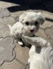 Bichon maltez, Royal Canin