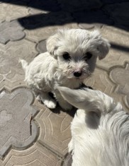 Bichon maltez