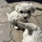 Bichon maltez