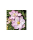 Clematis Innocent Blush PBR , Ghiveci 1 litru, Oem