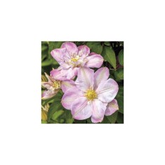 Clematis Innocent Blush PBR , Ghiveci 1 litru