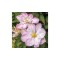 Clematis Innocent Blush PBR , Ghiveci 1 litru