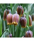 Lalea Imperiala Fritillaria, Uva Vulpis, Galben/Maro, 7/8, 1 Bulb, Oem