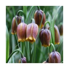 Lalea Imperiala Fritillaria, Uva Vulpis, Galben/Maro, 7/8, 1 Bulb