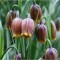 Lalea Imperiala Fritillaria, Uva Vulpis, Galben/Maro, 7/8, 1 Bulb